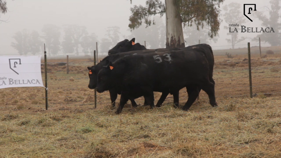 Lote TOROS PUROS CONTROLADOS