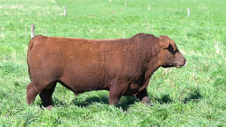 Lote TORO