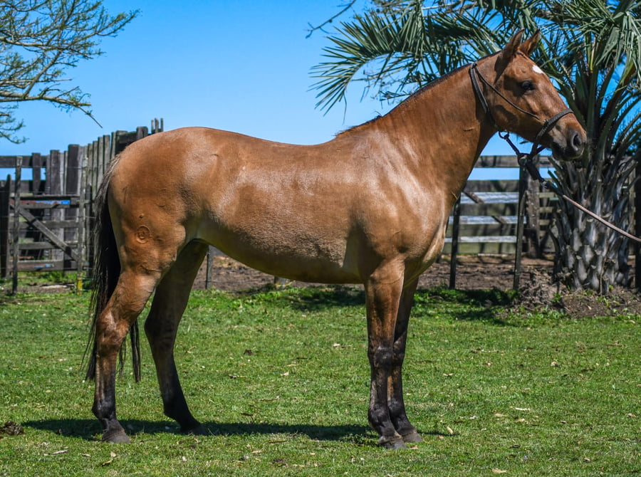 Lote Marca La Calavera