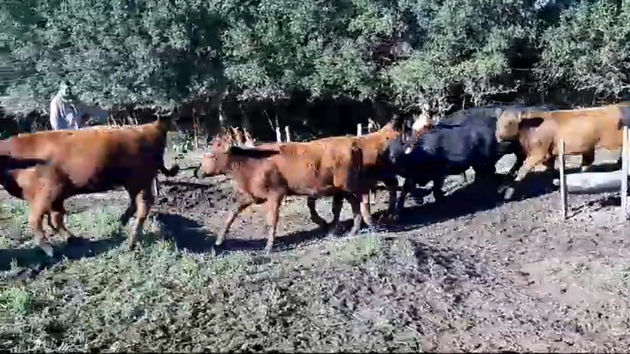 Lote 18 Terneras ANGUS - LIMOUSIN - CARETAS a remate en #44 Pantalla Carmelo 200kg -  en RADIAL JUAN LACAZE