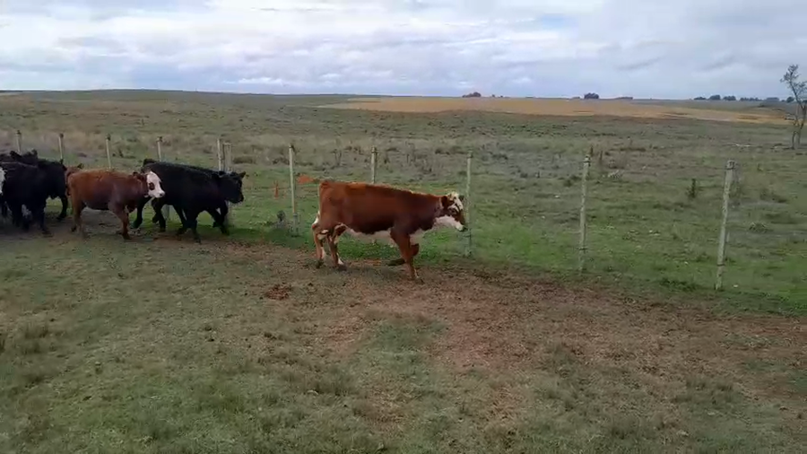 Lote 16 Terneros a remate en Pantalla Camy, San José