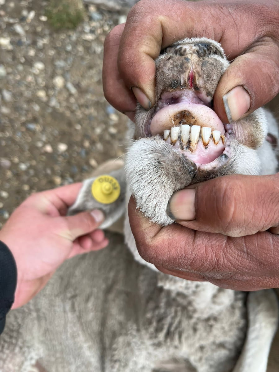 Lote BELLA VISTA SARA BRAUN