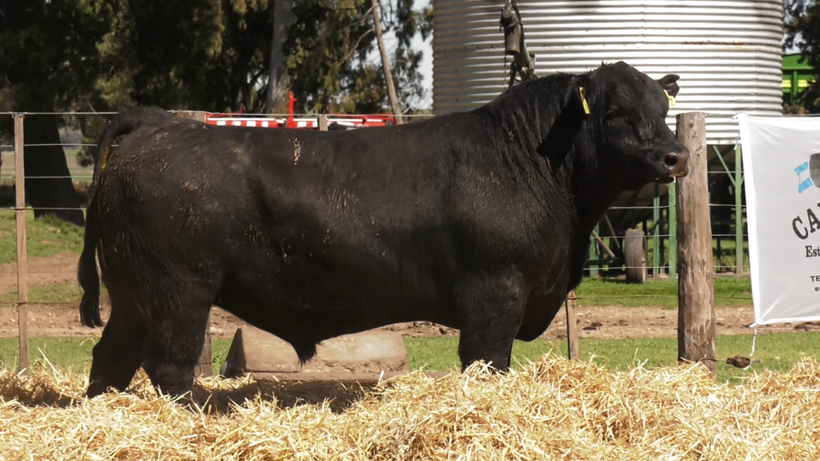 Lote TOROS PUROS CONTROLADOS