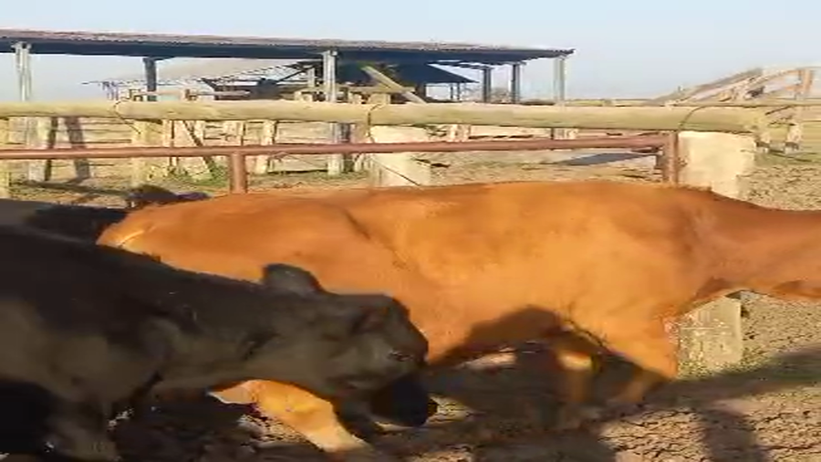Lote 45 Vacas de invernar en Corrientes, Curuzú-Cuatiá