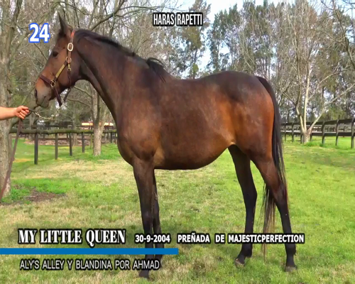 Lote MY LITTLE QUEEN