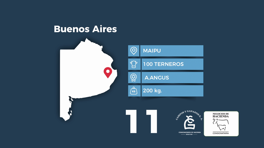 Lote 100 Terneros en Buenos Aires, Maipú