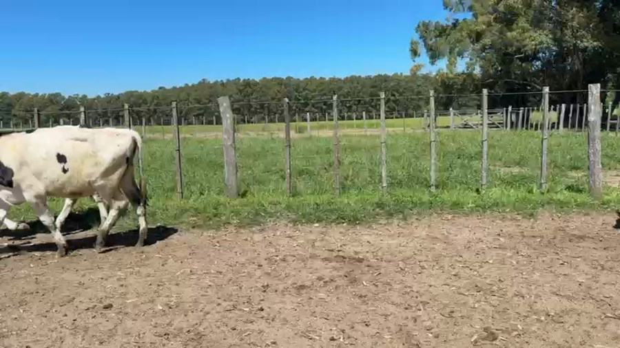 Lote NOVILLOS 1 a 2 AÑOS