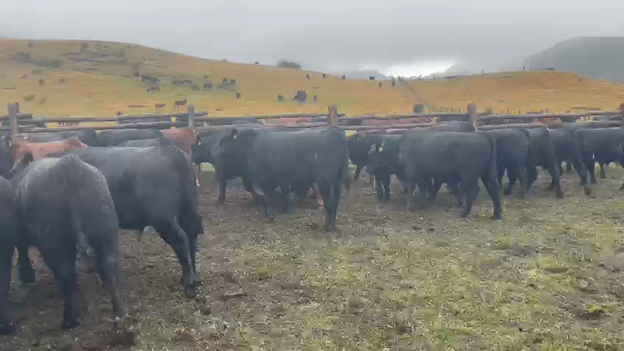 Lote 50 Ternero en Coyhaique, XI Región Aysén