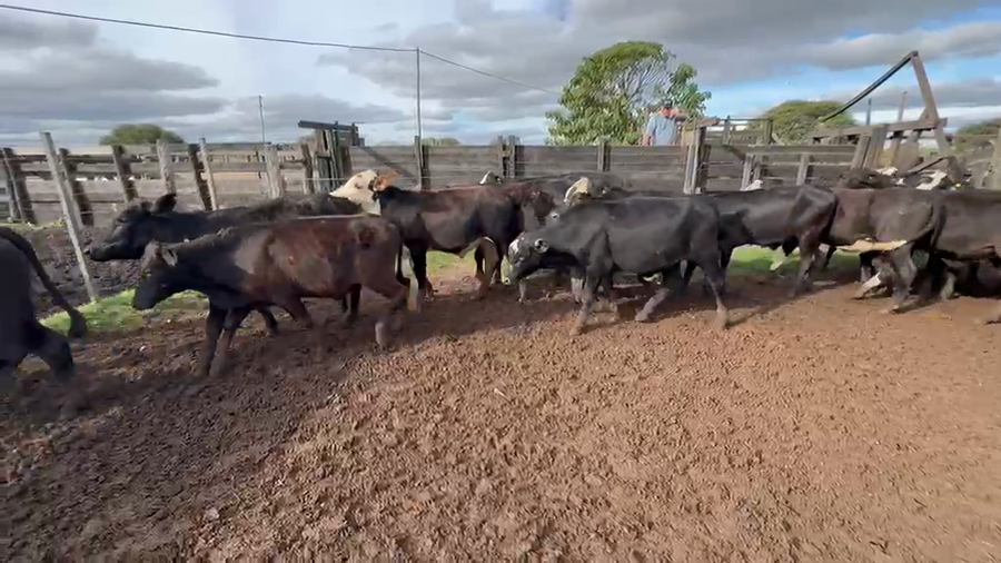 Lote 95 Novillitos en Chaco, Gral. San Martín