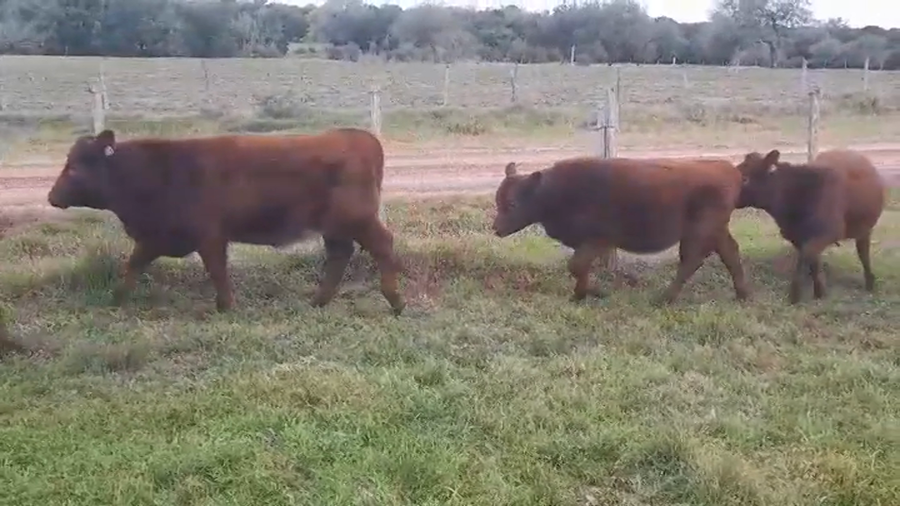 Lote (Vendido)6 Terneras AA a remate en #45 Pantalla Carmelo  160kg -  en Viboras y Vacas