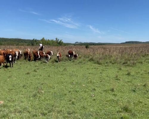 Lote 62 Piezas de cría en Sauce de Batoví, Tacuarembó