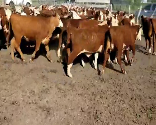 Lote 50 Terneros/as en Villaguay, Entre Ríos