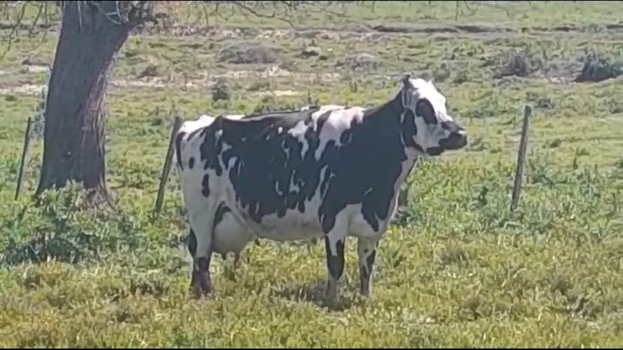 Lote (Vendido)Industria a remate en #37 Pantalla Carmelo 580kg -  en COLONIA QUEVEDO