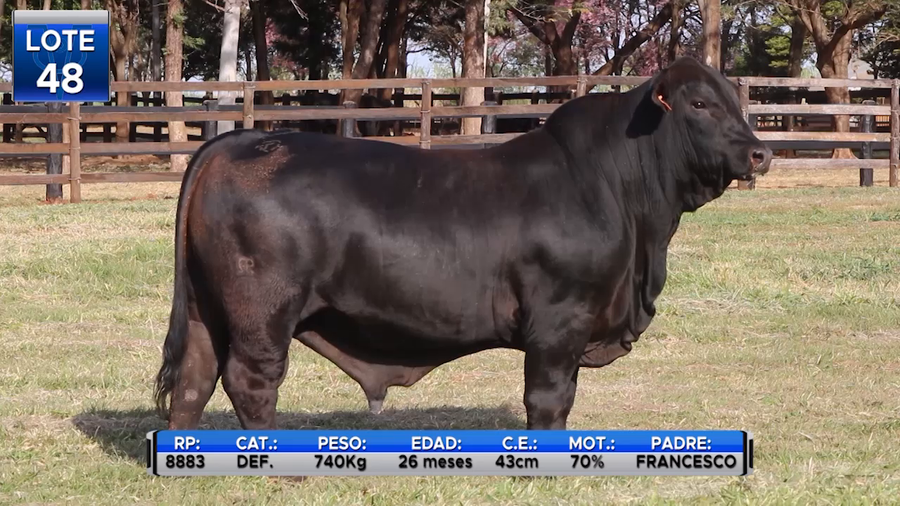 Lote TOROS BRANGUS  -LOTE 48