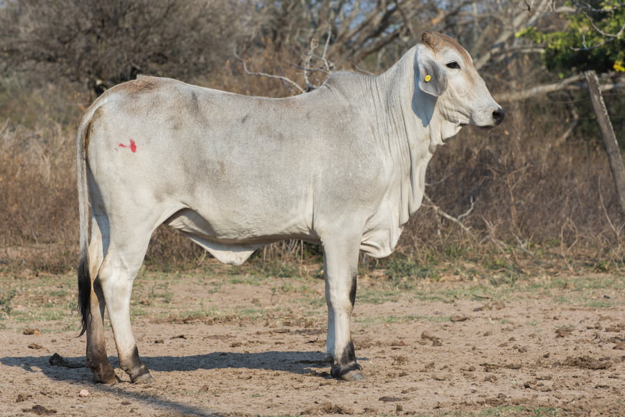 Lote Corral 41 - CABAÑA DON TOMAS