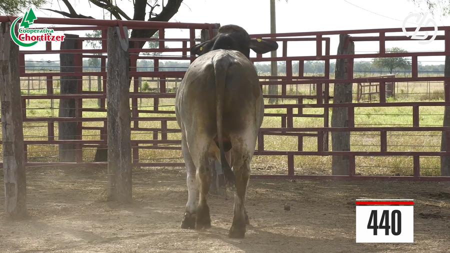 Lote Brahman