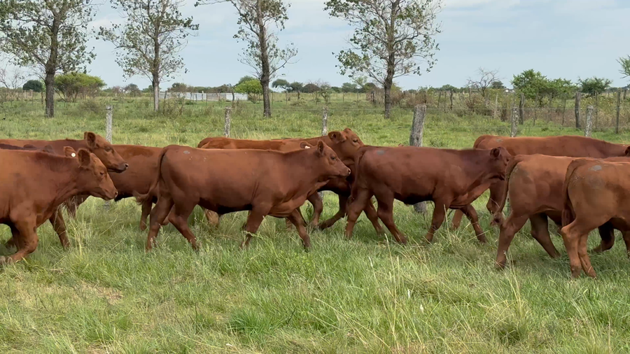 Lote 0 Terneros en Corrientes, Curuzu Cuatia