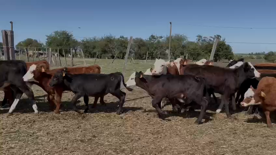Lote TERNEROS Y TERNERAS