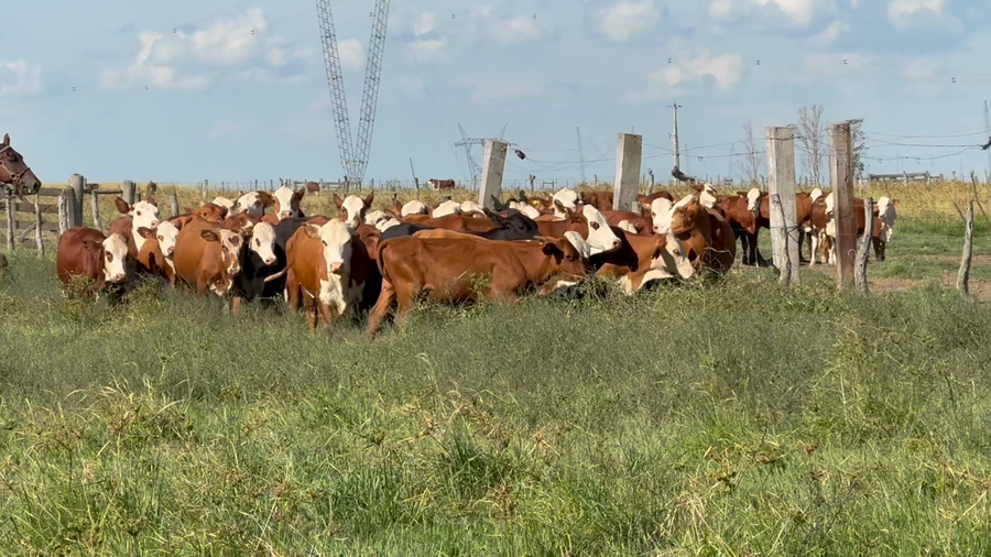 Lote 44 Terneras y Vaquillas en Corrientes, Mercedes