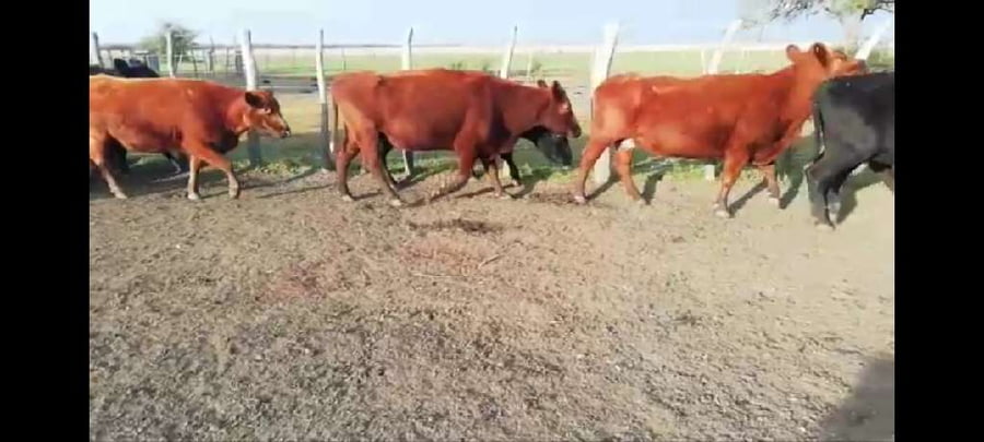 Lote 38 Vacas de invernar en Villaguay, Entre Ríos