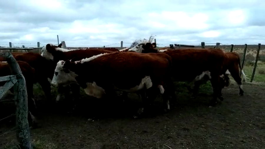 Lote (Vendido)9 Vacas de Invernada a remate en PANTALLA GARLAND 350kg -  en PUNTAS DEL PERDIDO