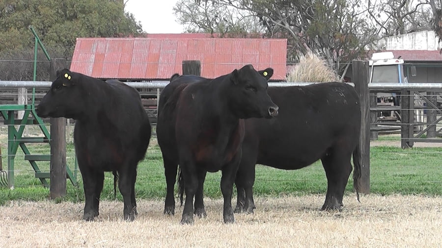 Lote VAQ. ANGUS PC PARICION OTOÑO