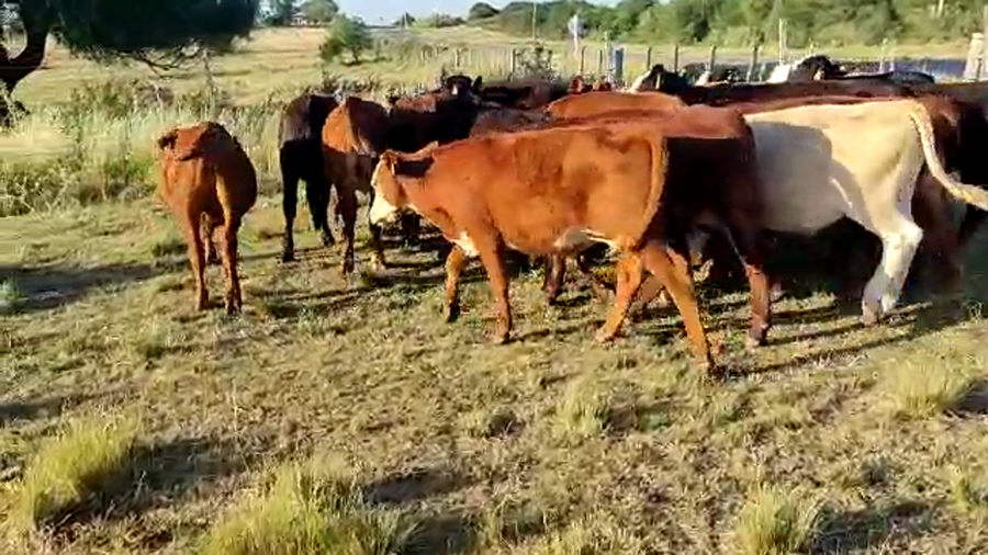Lote 18 Terneros Angus y cruza