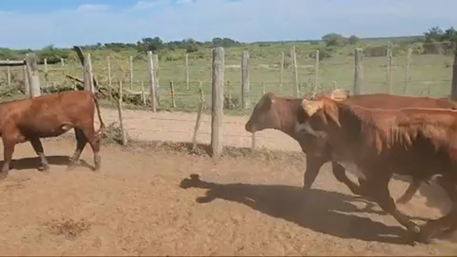 Lote 70 Terneros/as en Saladas, Corrientes