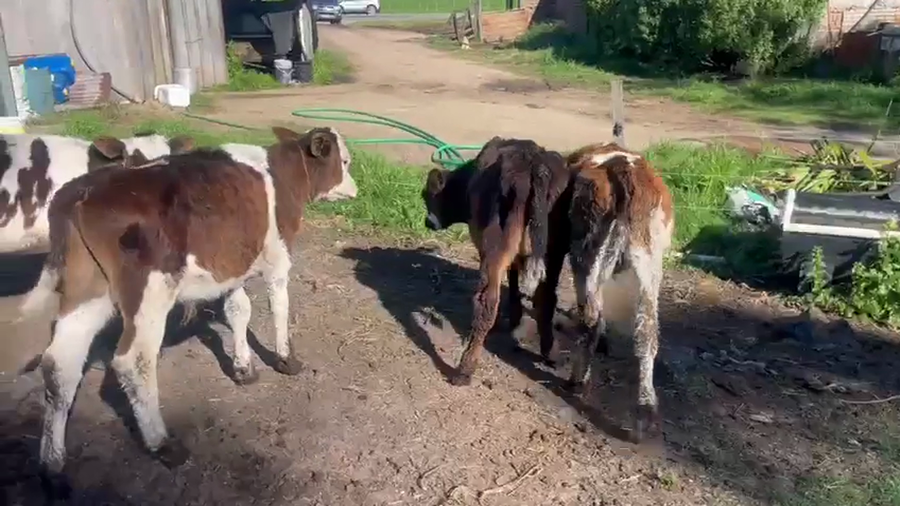 Lote 6 Terneros a remate en Pantalla Camy, San José