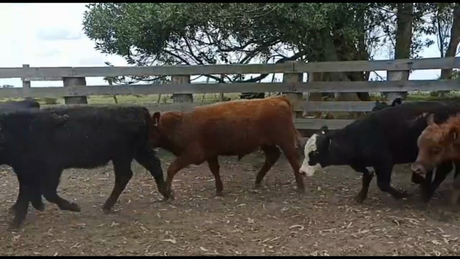 Lote 61 Terneros en Castillos, Rocha