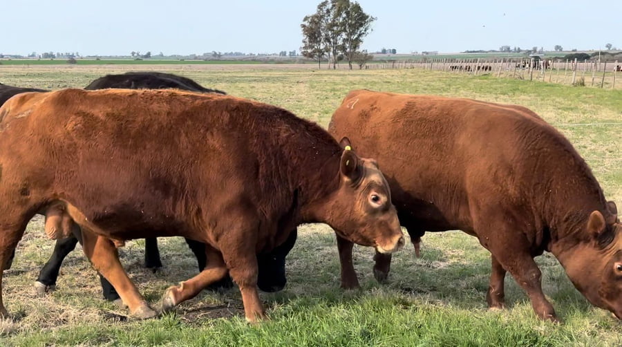 Lote CABAÑA SAN ISIDORO