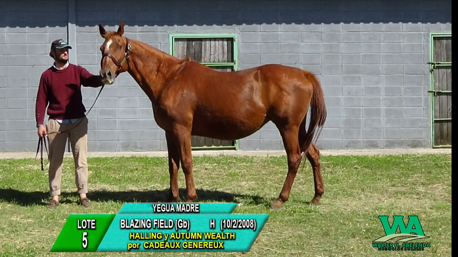 Lote BLAZING FIELD (Gb)