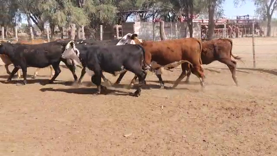 Lote 60 Terneras en Quimilí, Santiago del Estero