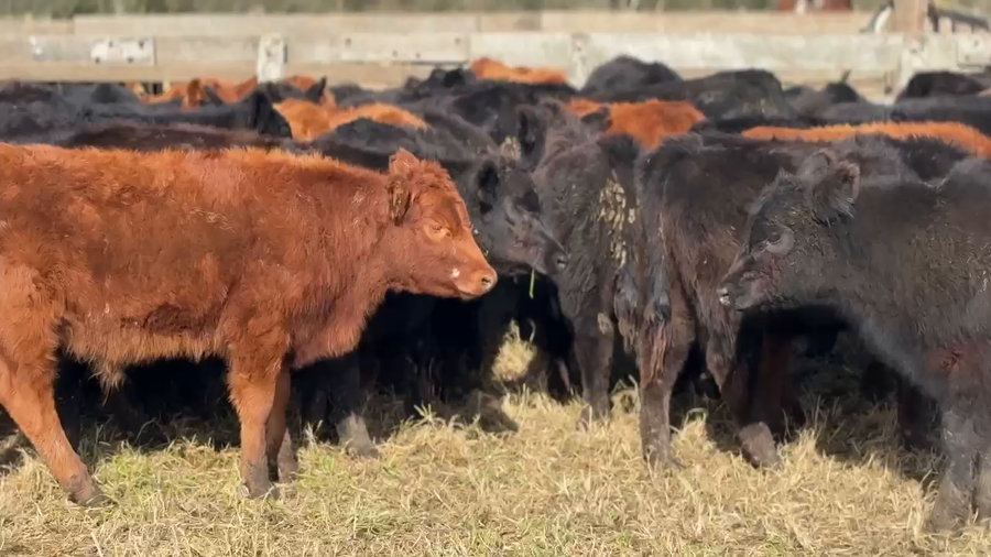 Lote 120 Terneros
