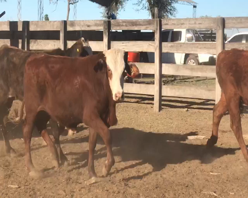 Lote 85 Novillitos en Pirané, Formosa