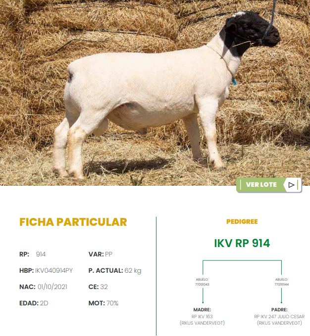 Lote LOTE 16