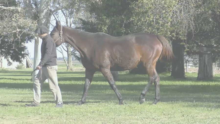Lote VICTORY RED (MANIPULATOR -  VICTORY STRIPES) Preñez por  LE BLUES