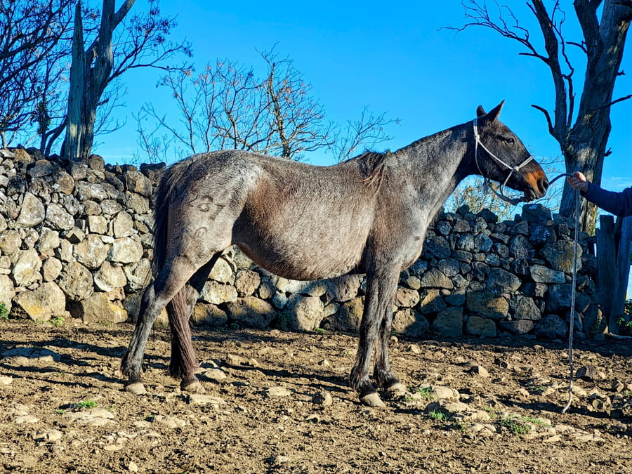 Lote CALERA APALA