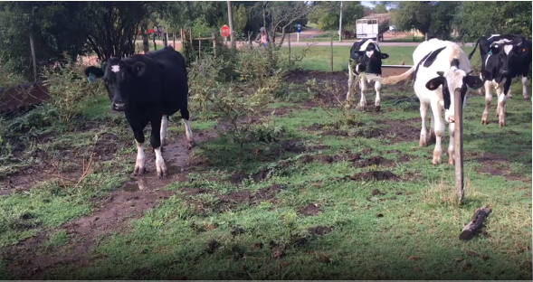 Lote 10 Novillos en San José