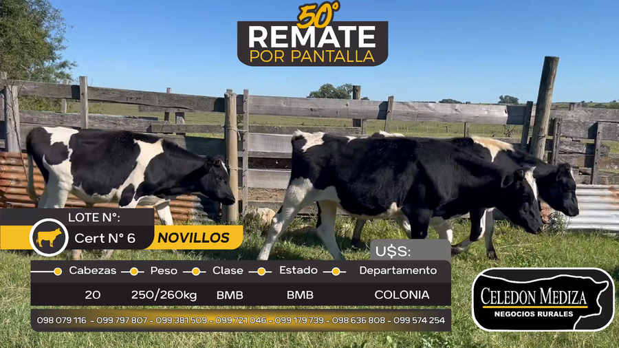 Lote 20 Novillos Holando en Otra Localidad, Colonia