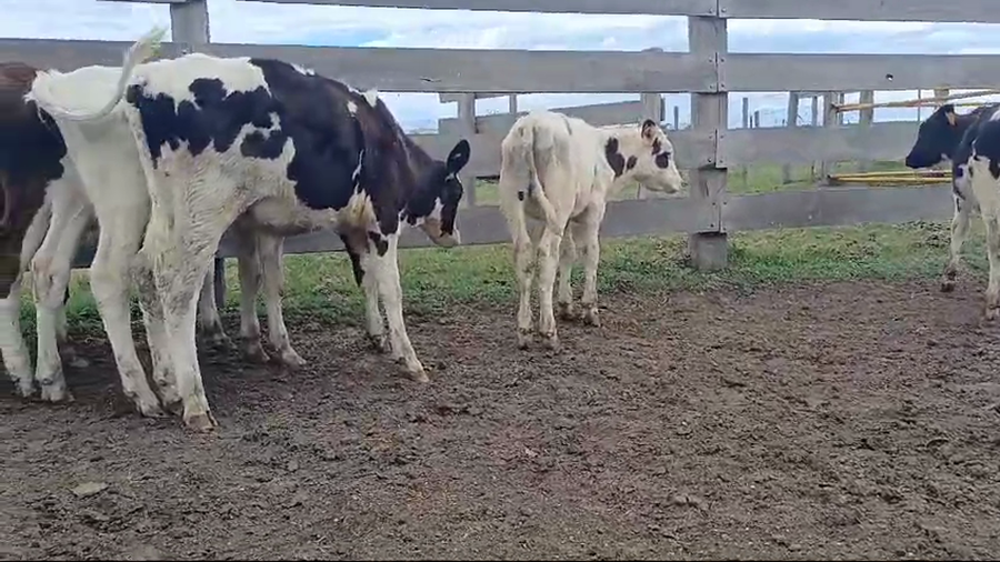 Lote 10 terneros holando