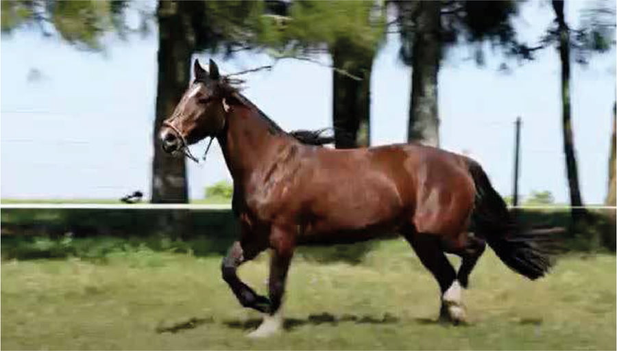 Lote El Gavilán Nube Blanca (RP 455) Cabaña "El Gavilán"