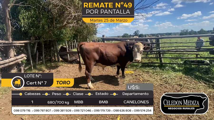 Lote 1 Toros en Sauce, Canelones