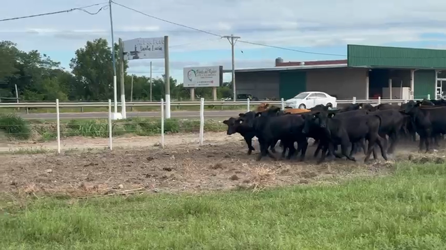 Lote 69 Terneros/as en Corrientes, Santa Lucía