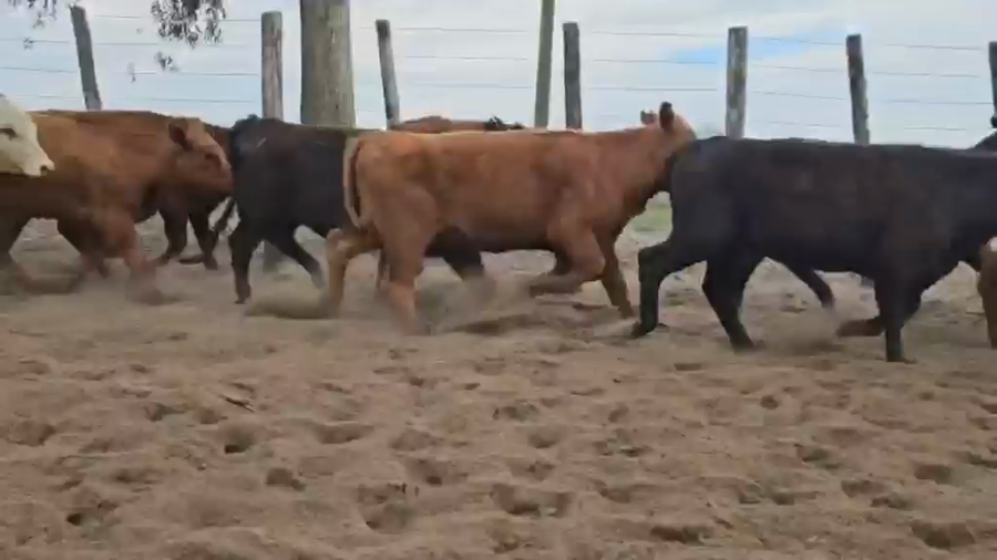 Lote 60 Terneras