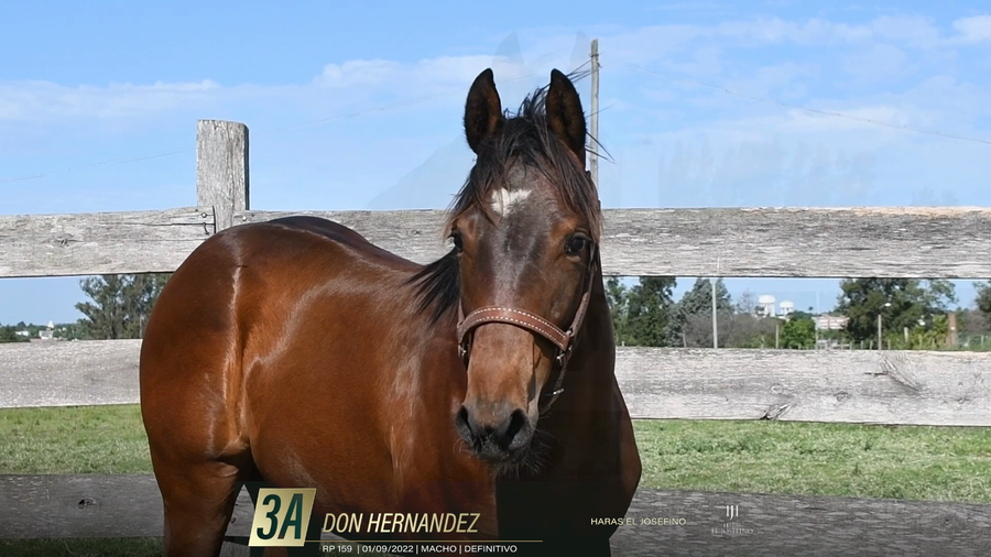 Lote Yeguarizos a remate en 6° Remate Especial de Velocidad, Montevideo