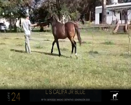 Lote LS CALIFA JR BLUE