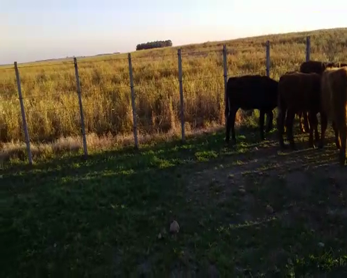 Lote 14 Terneros a remate en Feria por pantalla 135kg - , San José