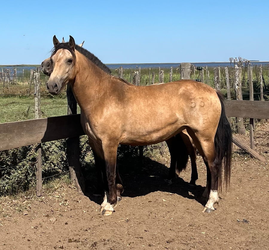 Lote ALTANERO QUERENDONA. RP 539