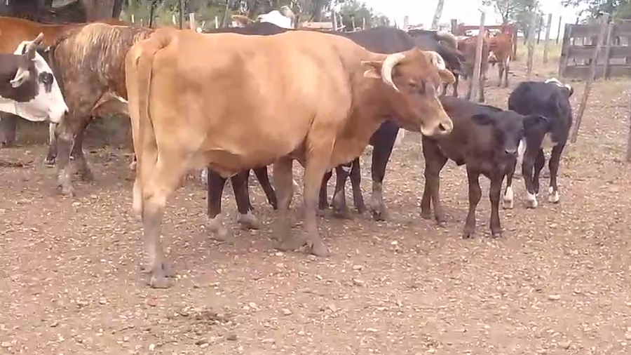 Lote 30 Vacas CUT con cría en Corrientes, Monte Caseros